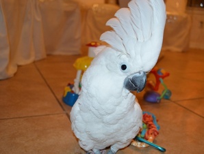 ���������� ������ (�acatua alba) ������ ������ �� ��������� (����)