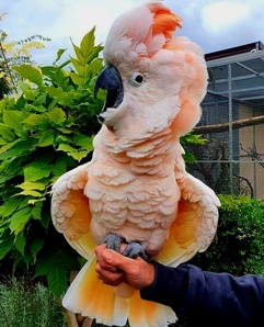 ���������� ������ (Cacatua moluccensis) - ������ ������ �� ��������� (����)