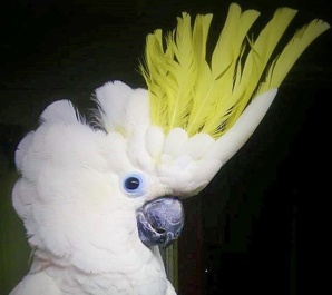 Желтохохлый какаду (Cacatua galerita triton) - ручные птенцы из питомника (Фото)