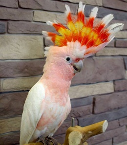 ������ ���� (Cacatua leadbeateri) - ������ ��������� �� ��������� (����)