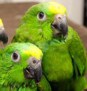 Желтолобый амазон (Amazona ochrocephala) - птенцы выкормыши из питомника (Фото)
