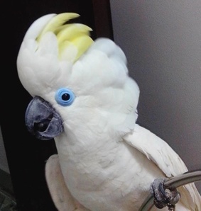 Очковый, или синеочковый какаду (Cacatua ophthalmica) ручные птенцы из питомника (Фото)