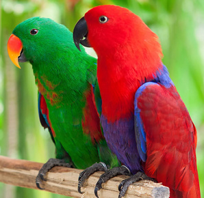 Благородный попугай (Eclectus roratus) - ручные птенцы из питомника (Фото)