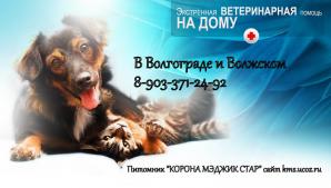 Прививки вакцинация собак, щенков кошек и котят (Фото)