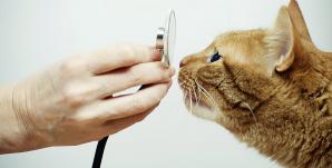 Ветеринарная клиника Zoo Doctor - вызов ветврача на дом (Фото)
