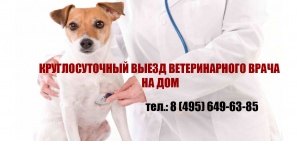 Ветеринар на дом. Круглосуточно. Москва и МО (Фото)