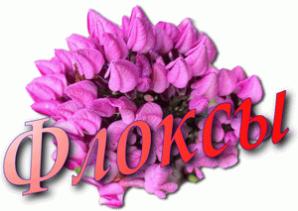 Продаю флоксы, хосты, астильбы и др. (Фото)