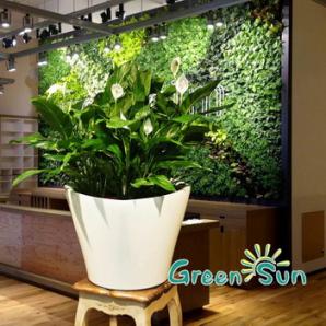 ����� � ����������� Green Sun (����)