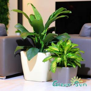 ����� ������ Green Sun, ����� � ����������� (����)