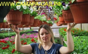 Рассада однолетних цветов (Фото)