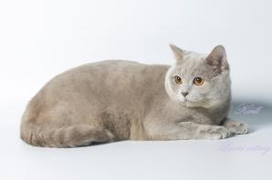 Шотландский короткошерстный кот - вязка вислоухих кошек (Фото)