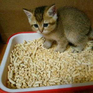 Наполнитель для котят (Фото)