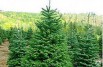 Новогодние живые елки ОПТОМ, Нижний Новгород (Фото)