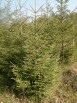 Живые елки оптом в Костроме (Фото)