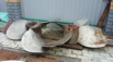 Винты на волгонефть или рудовоз, Нижний Новгород (Фото)