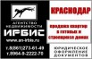 Краснодар ЦМР, Октябрьская район цирка 2 к.кв, Краснодар (Фото)
