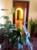 Продаю 3 комн.кв. в п. Дубки (ВНИИССОК) (Фото)