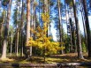 Домик в лесу на окраине г.Домодедово, 8 сот 14 км от МКАД (Фото)