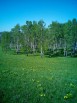 Участок 8 соток за 25тр, 16 соток за 50тр (8+16=24сотки за 75тр) Свет, вода, охрана в Новосибирске (Фото)