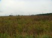 Продам участок 1,5 ГА в Русско-Высоцком (Фото)