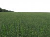 Сельхоз назначения 120 гектар. Земля Черноземья в Тамбове (Фото)