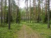 Продается 3 га соснового бора на 1 линии р. Волга в Твери (Фото)