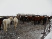 Продажа сельхоз зданий в Волгограде (Фото)