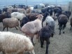 Баранина на продажу в Астане (Фото)