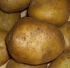 Картофель оптом от 20 тонн! Отличное качество, наличие всех документов в Санкт-Петербурге (Фото)