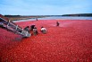 Куплю по 20 тонн клюквы, брусники, черники и морошки в сезон 2010 (Фото)