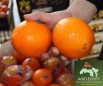 Апельсин valencia из Египта в Новороссийске (Фото)