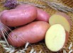 Продам Воронежский картофель капусту свеклу лук (Фото)