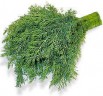 Продам укроп, петрущку и кинза (свежие. вирощени в грузие) (Фото)