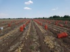 Лук репчатый оптом на прямую с хозяйства. Урожай 2018 года, Волгоград (Фото)
