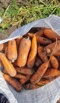 Вкусная морковь сортотипа Шантоне от поставщика в Барнауле (Фото)