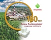 Елань-Коленовский сахарный завод - крупнейший производитель сахара, Белгород (Фото)