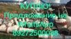Продаем: задвижки, шаровые краны, затворы samson в Волгограде (Фото)