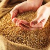 Зерно в мешках (Фото)