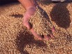 Продам пшеницу и овес фуражный, фасованный в мешки (Фото)
