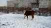 Реализуем бычков герефордской породы в Магнитогорске (Фото)