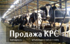 Продажа КРС, Ангарск (Фото)