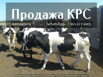 Продажа коров оптом в Баку (Фото)