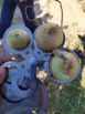 Лук репчатый оптом напрямую от поставщика из Узбекистана. в Новосибирске (Фото)