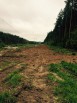 Вырубка деревьев и кустарников, Нижний Новгород (Фото)