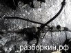 ������� ����� �������� 210 � ������-��� (����)