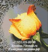 Картины по номерам Алмазная мозаика вышивка - Роза в Новосибирске (Фото)