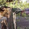 Услуги юриста при падении дерева на автомобиль, Ростов-на-Дону (Фото)