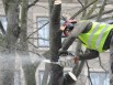 Валка деревьев, обрезка сучьев, расчистка участков в Санкт-Петербурге (Фото)