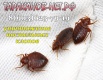 Постельные клопы. Как уничтожить, травить, вывести? Обработка коттеджей от клопов. в Москве (Фото)