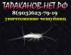 Сахарная чешуйница в квартире. Как уничтожить, вытравить, вывести? (Фото)